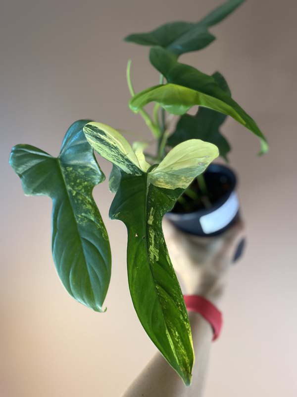 Philodendron Bipennifolium Violin Variegated