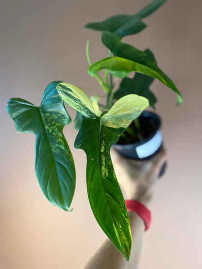 Philodendron Bipennifolium Violin Variegated