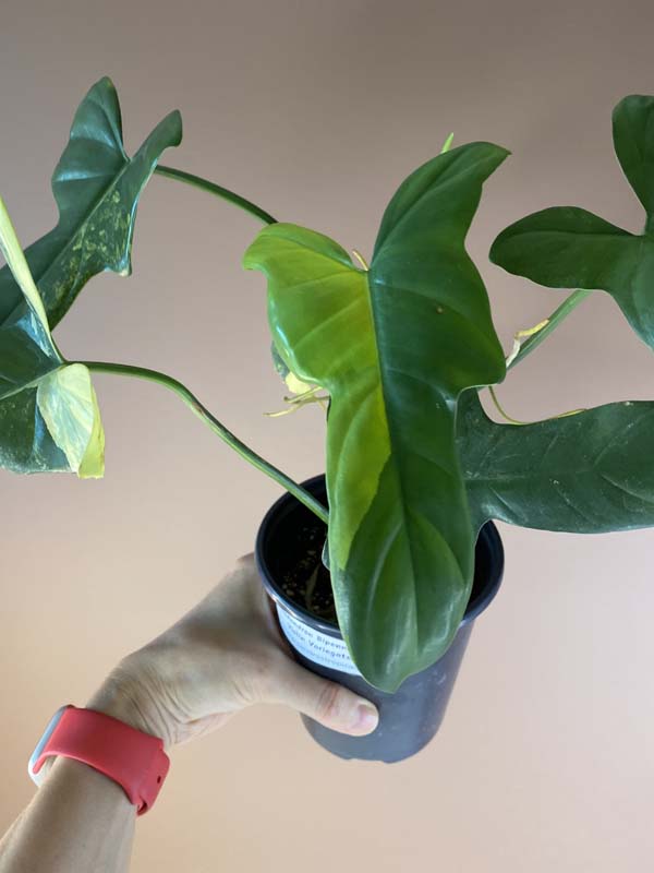 Philodendron Bipennifolium Violin Variegated