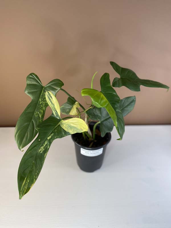 Philodendron Bipennifolium Violin Variegated