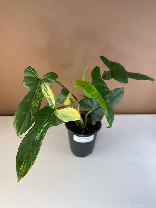 Philodendron Bipennifolium Violin Variegated