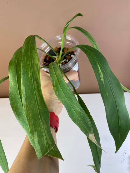 Anthurium Vittarifolium Variegated