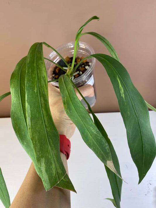 Anthurium Vittarifolium Variegated
