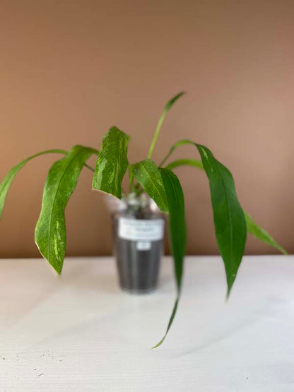 Anthurium Vittarifolium Variegated