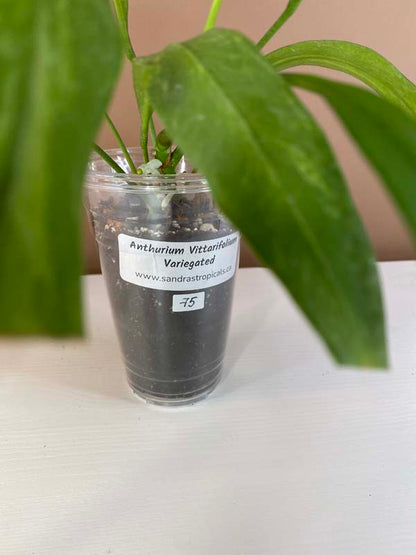 Anthurium Vittarifolium Variegated