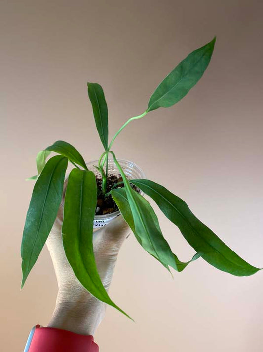 Anthurium Vittarifolium Small