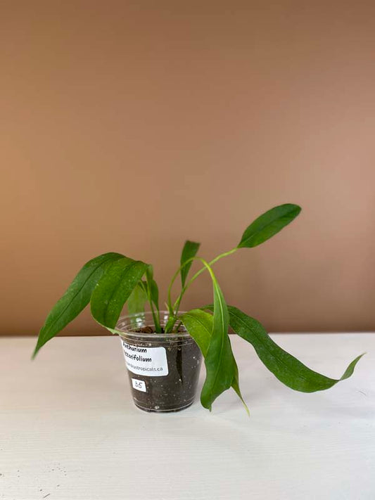 Anthurium Vittarifolium Small