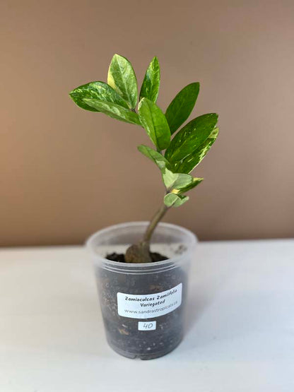 Zamioculcas Zamiifolia Variegated Small (5/7 Leaves)