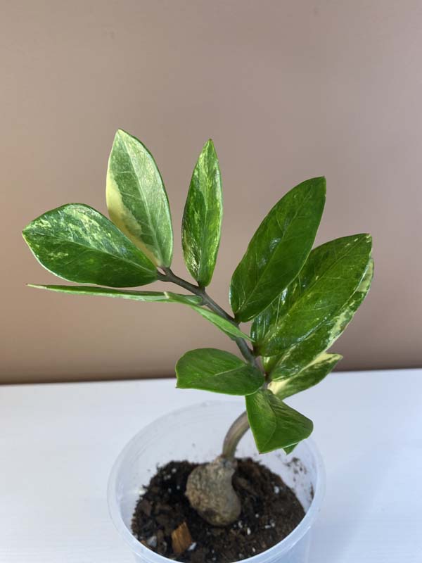 Zamioculcas Zamiifolia Variegated Small (5/7 Leaves)