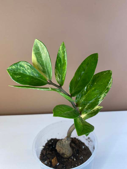 Zamioculcas Zamiifolia Variegated Small (5/7 Leaves)