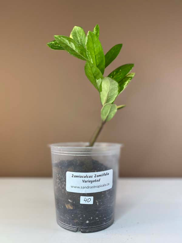 Zamioculcas Zamiifolia Variegated Small (5/7 Leaves)