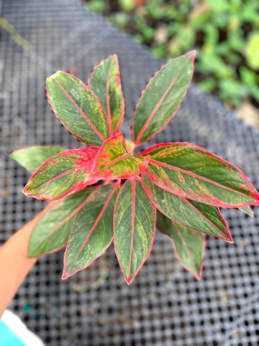 Close-up of a plant with red and green leaves held by a person against a blurred background.