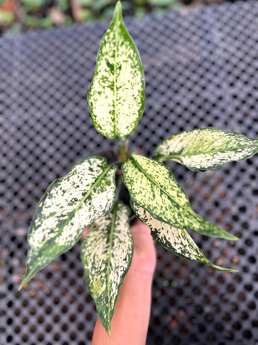 Aglaonema Snow White