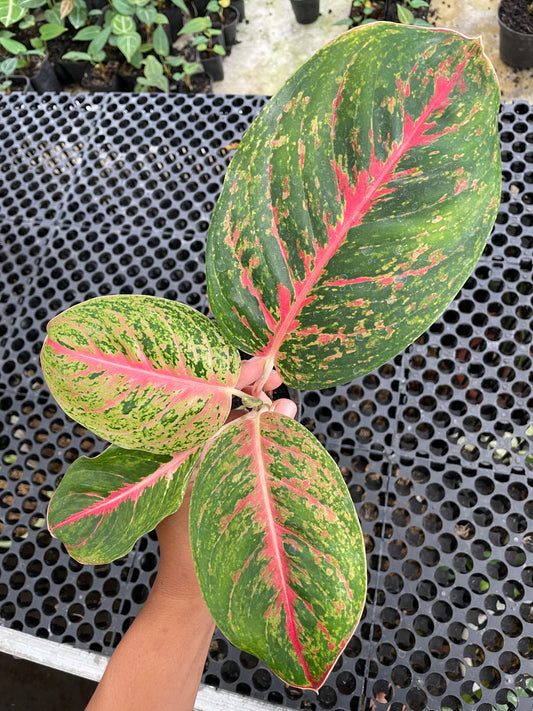 Variegated leaf plant held by a hand with a black perforated surface in the background