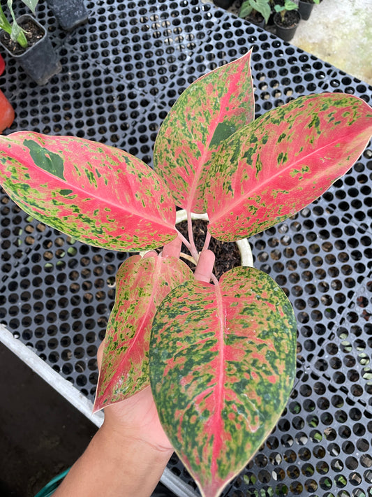 Aglaonema Big Roy