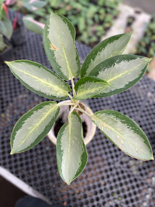 Close-up of aglaonema green bowl with green and gold leaves on a grid background