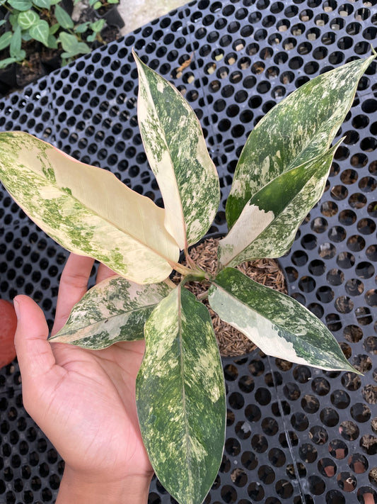 Aglaonema Siam Jade Variegated