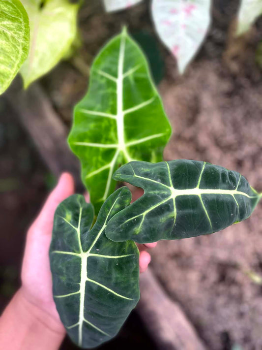 Alocasia Amazonica