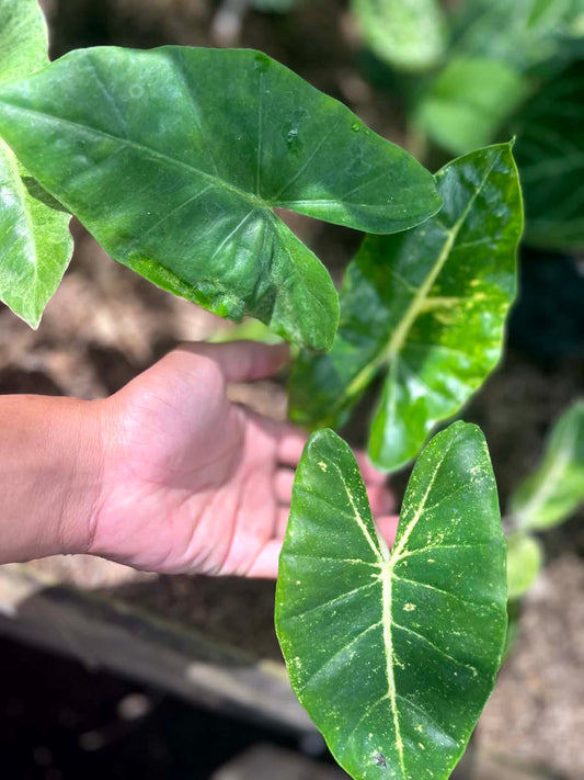 Alocasia New Guinea Gold