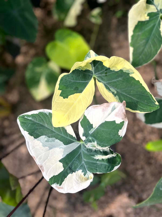 Alocasia Mickey Mouse Xanthosoma Albo Marignata