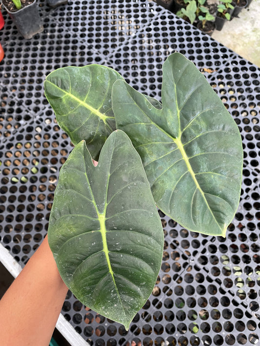 Alocasia Golden Bone