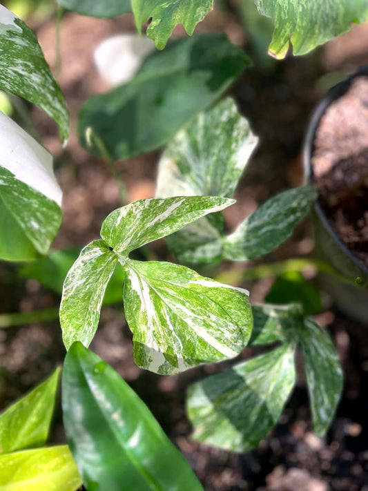 Amydrium Zippelianum V Fenestrated