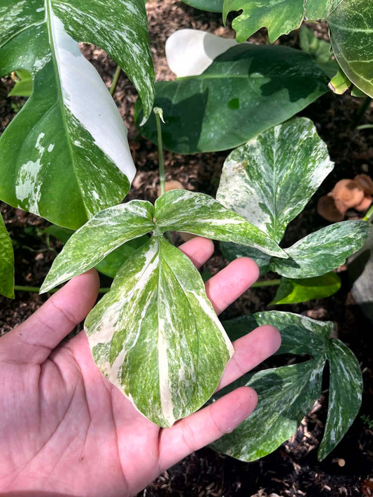 Amydrium Zippelianum V Fenestrated