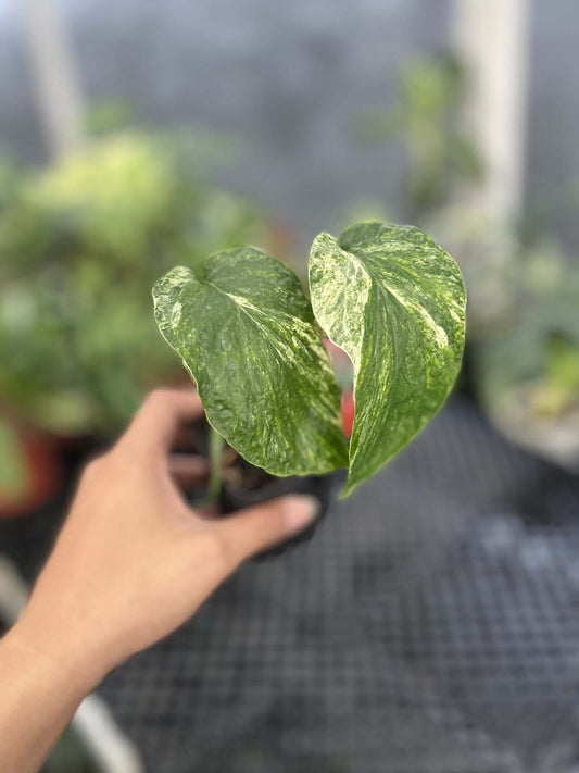 Amydrium Zippelianum Variegated Non Fenestrated