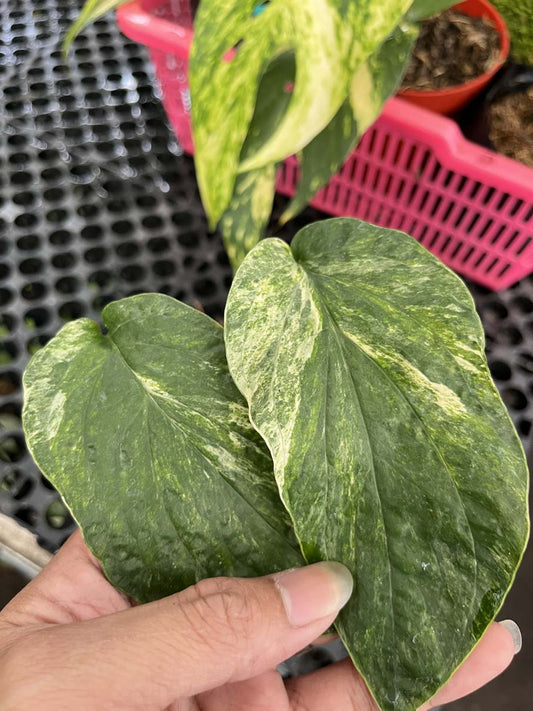 Amydrium Zippelianum Variegated Non Fenestrated