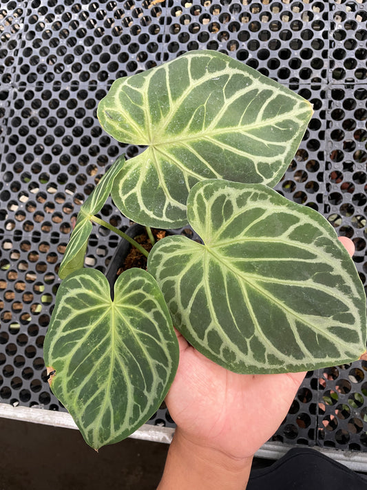 Hand holding anthurium dorayaki patterned leaf against a black perforated background