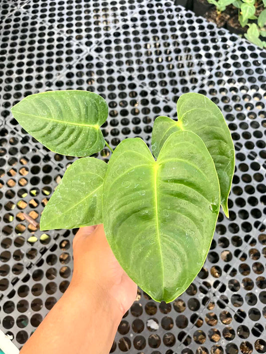 Anthurium Veitchii