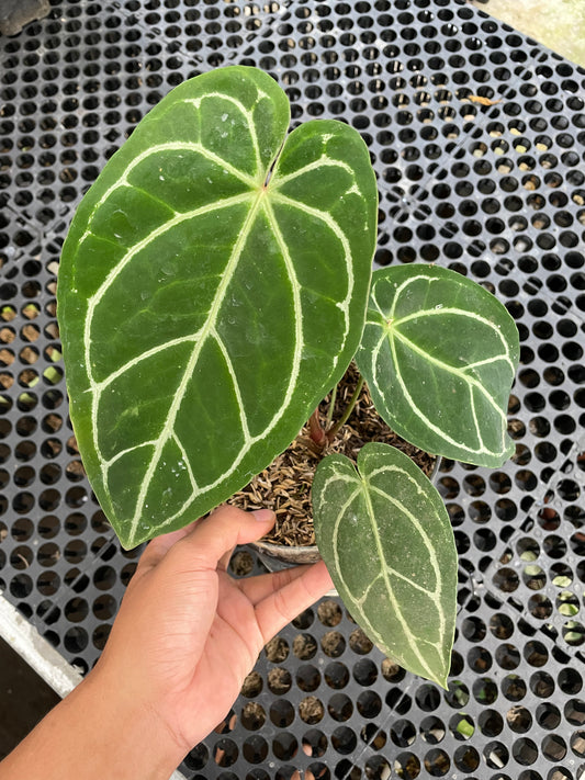 Anthurium Crystallinum