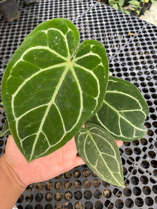 Anthurium Crystallinum