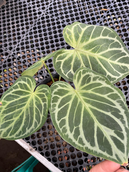 Close-up of anthurium dorayaki leafy plant with a black grid background
