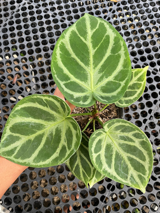 Anthurium Dorayaki Small