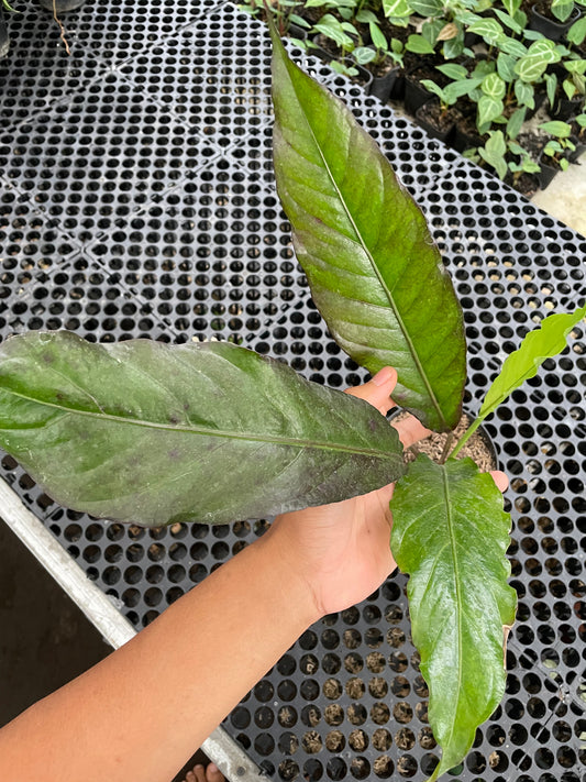 Anthurium Hookeri Black