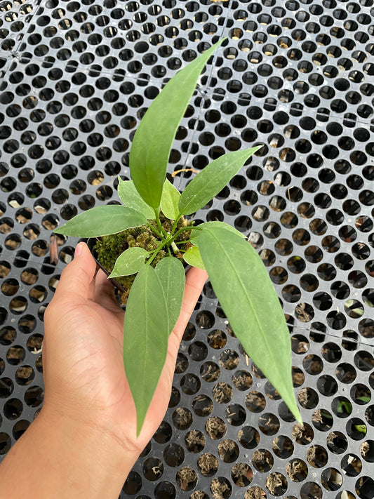 Anthurium Vittarifolium Small