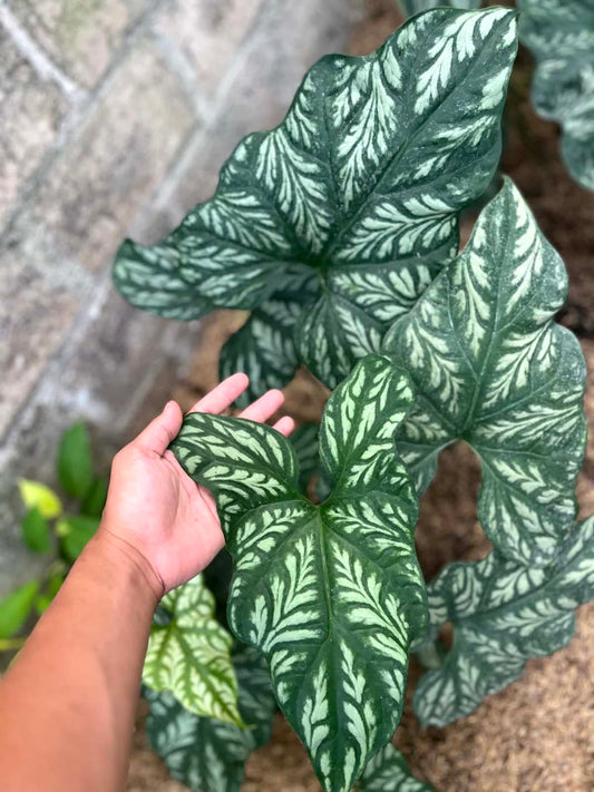 Cercestis Mirabilis Large