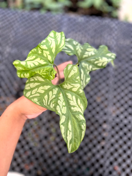 Cercestis Mirabilis Medium