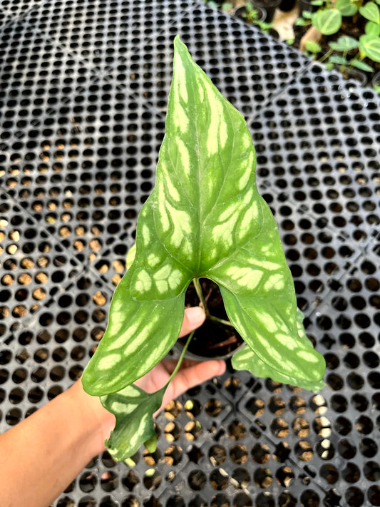 Cercestis Mirabilis Small