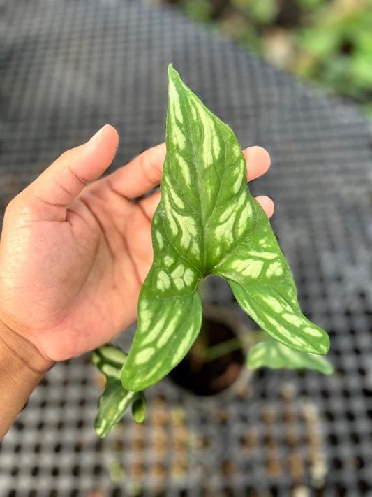 Cercestis Mirabilis Small