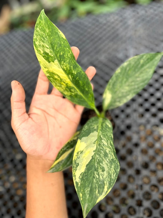 Dieffenbachia Big Ben V Small