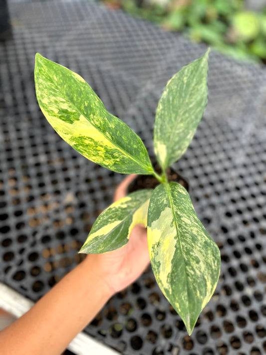Dieffenbachia Big Ben V Small