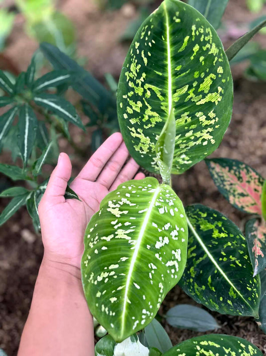 Dieffenbachia Reflector