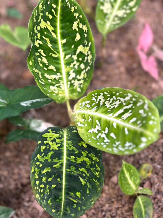 Dieffenbachia Reflector