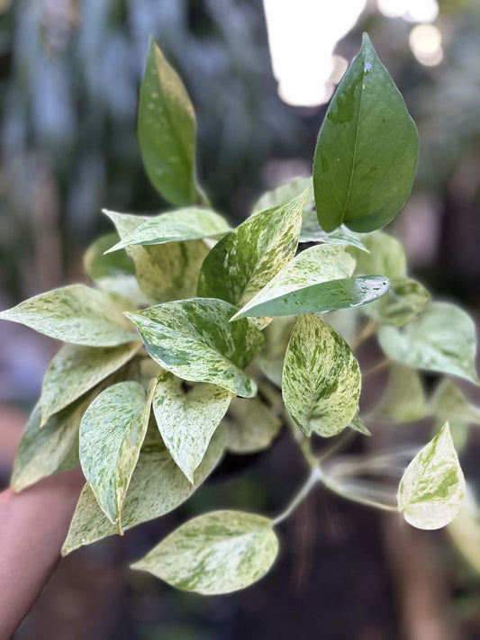 Epipremnum Marble Queen Pothos