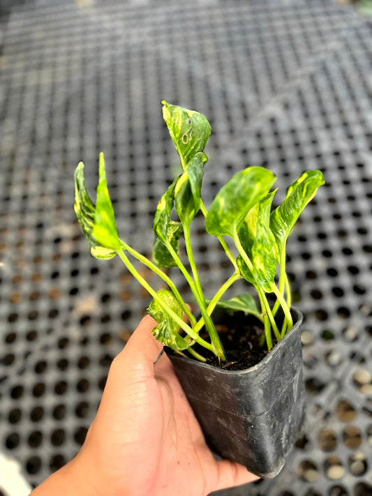 Small potted plant held by a hand against a metal mesh background