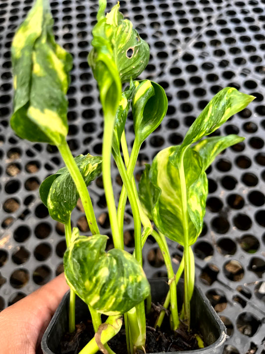 Variegated green and yellow plant in a pot against a black perforated background