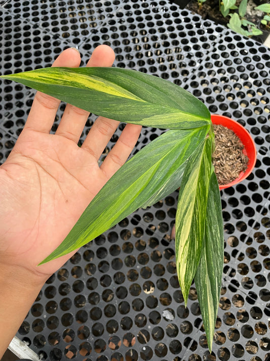 Epipremnum Amplissimum Variegated