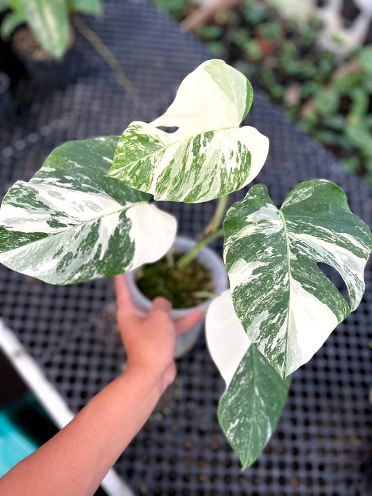 Monstera Deliciosa Albo (3 Leaves Non-fenestrated)